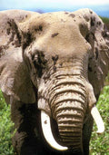Paint Kenya Africa 253054 African Elephant A4 Photo Print