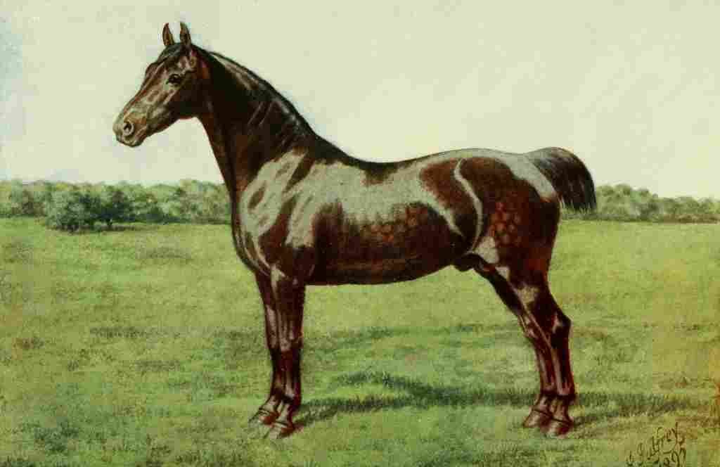 Palfrey Henry Powell The New Book Horse 1911 Stallion A4 Photo Print