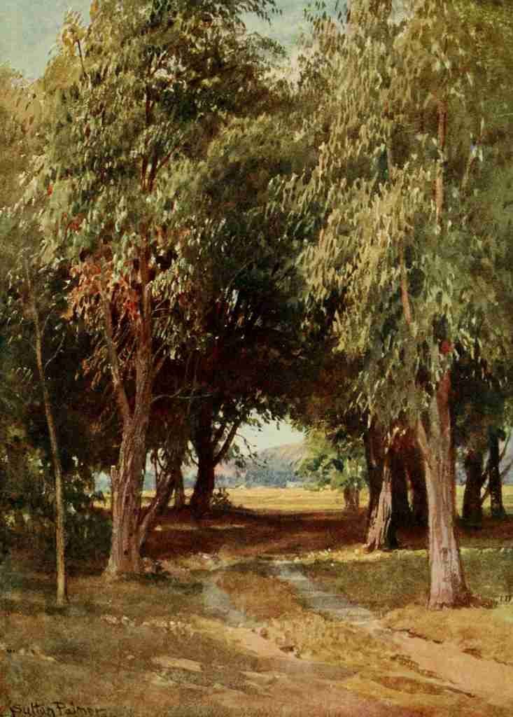 Palmer Harold Sutton 1854 1933 California 1914 A Eucalyptus Grove A4 Photo Print