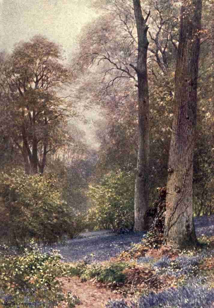 Palmer Harold Sutton 1854 1933 Surrey 1906 Bluebells Ripley Vintage A4 Photo Print