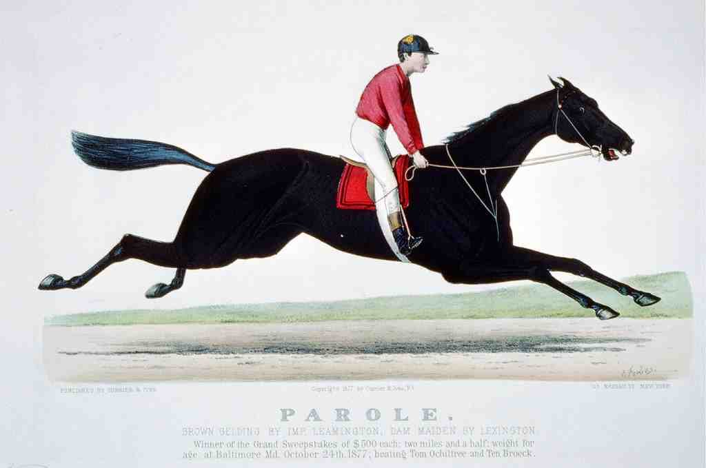 Parole 2 Horse 001 Vintage A4 Photo Print