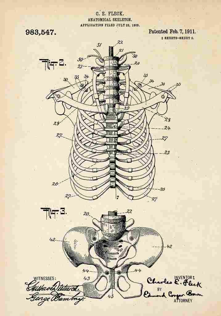 Patent Blueprint AnatomicalSkeleton A4 Photo Print