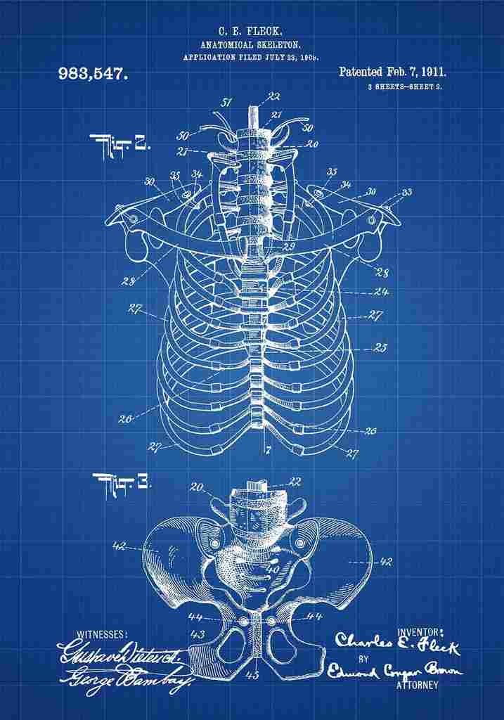 Patent Blueprint AnatomicalSkeleton blue A4 Photo Print