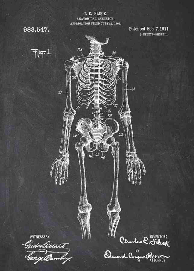 Patent Blueprint anatomical doctors skeleton A4 Photo Print