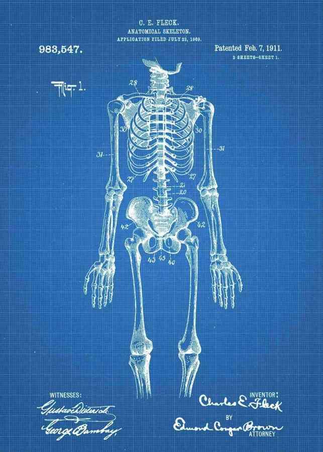 Patent Blueprint anatomical doctors skeleton 3 A4 Photo Print