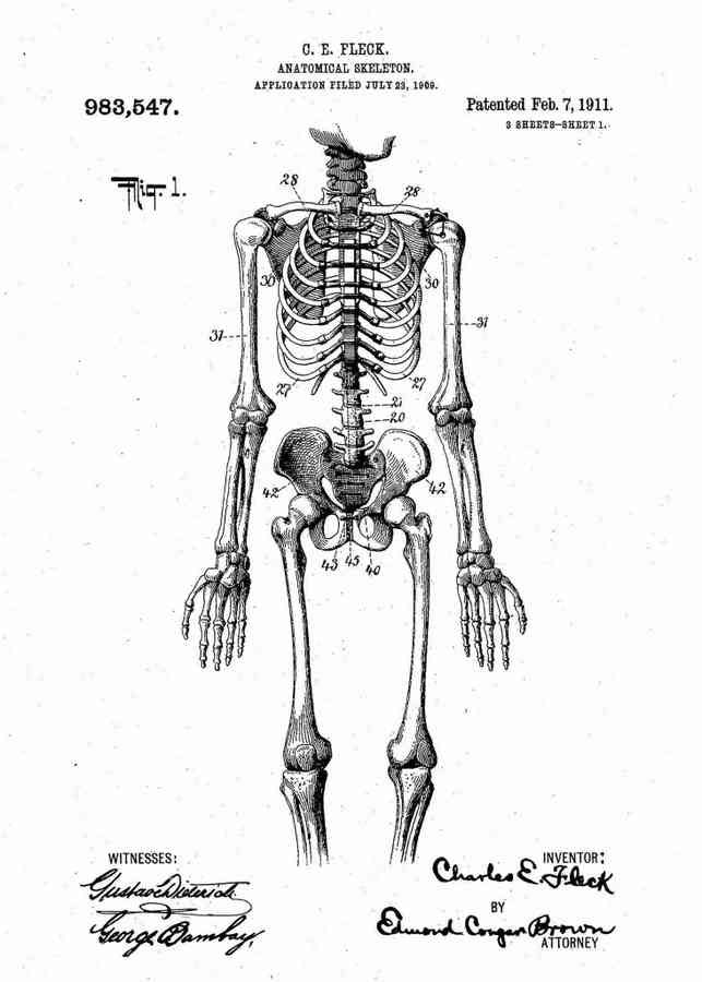 Patent Blueprint anatomical doctors skeleton 4 A4 Photo Print