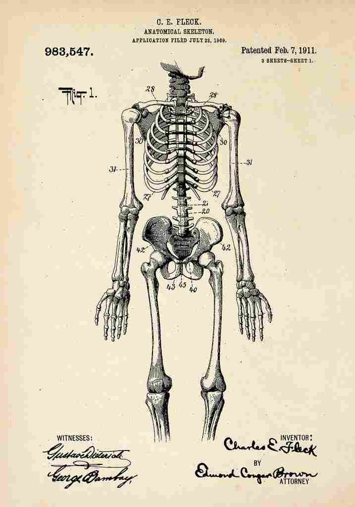 Patent Blueprint calSkeleton A4 Photo Print