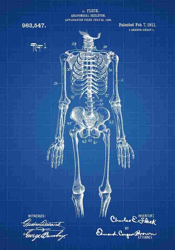 Patent Blueprint calSkeleton blue A4 Photo Print