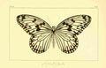 Pauquet P Histoire Exotiques 1845 Agelia A4 Photo Print