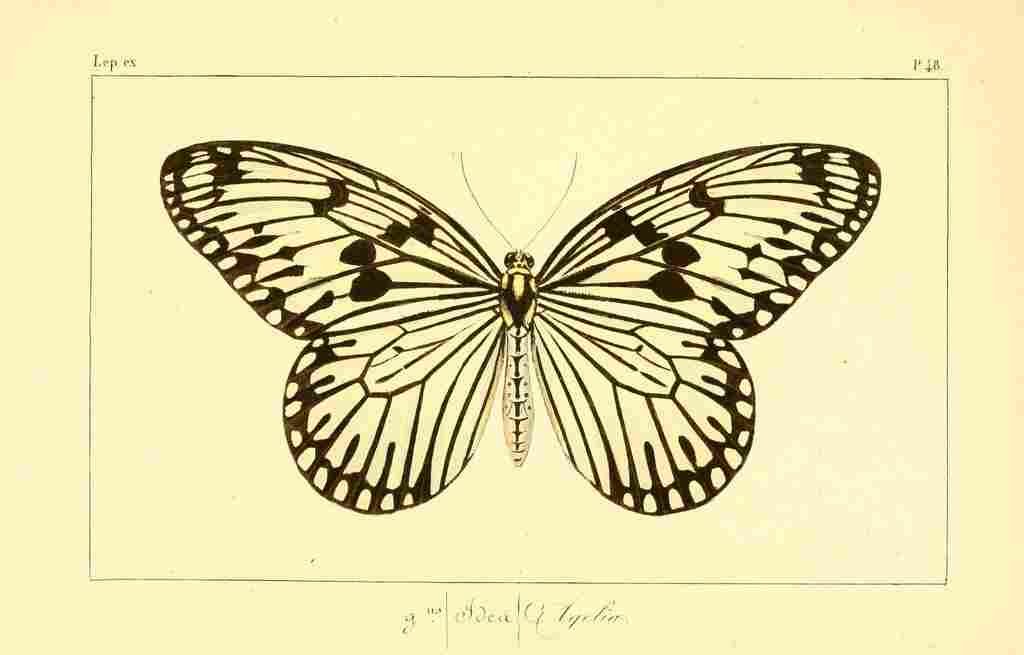 Pauquet P Histoire Exotiques 1845 Agelia A4 Photo Print