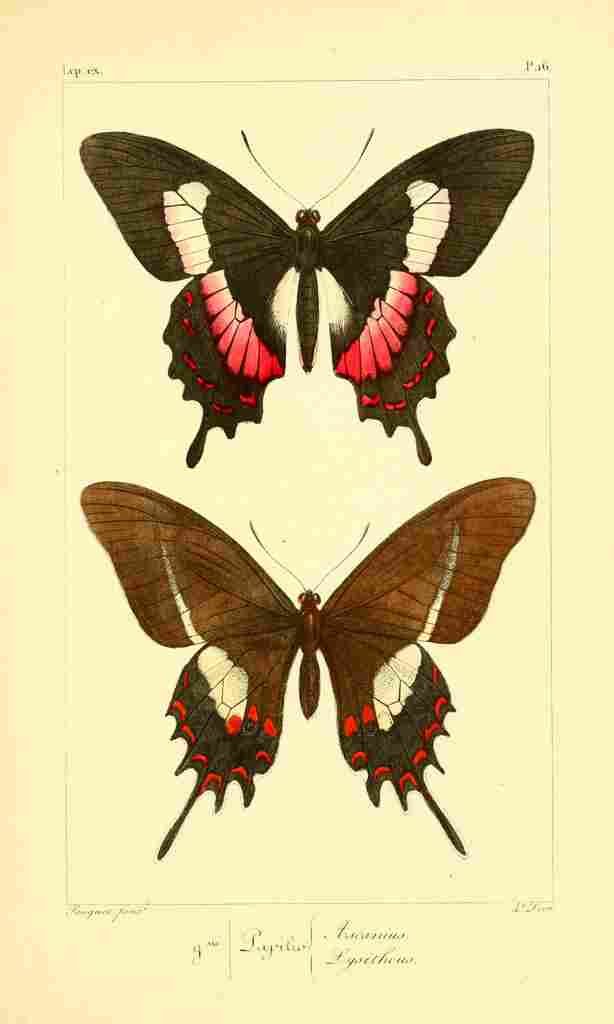 Pauquet P Histoire Exotiques 1845 Ascanius A4 Photo Print