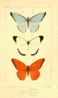 Pauquet P Histoire Exotiques 1845 Celestina A4 Photo Print