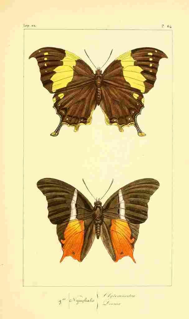 Pauquet P Histoire Exotiques 1845 Clytemnestra A4 Photo Print