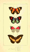 Pauquet P Histoire Exotiques 1845 Condomanus A4 Photo Print