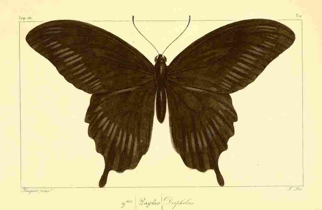 Pauquet P Histoire Exotiques 1845 Deiphobus A4 Photo Print