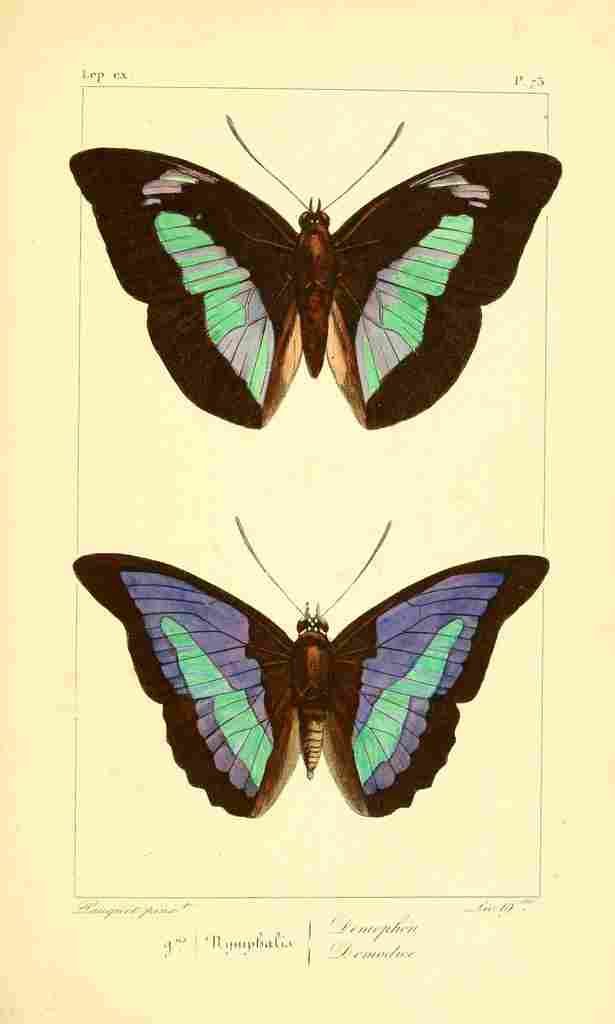 Pauquet P Histoire Exotiques 1845 Demophon A4 Photo Print