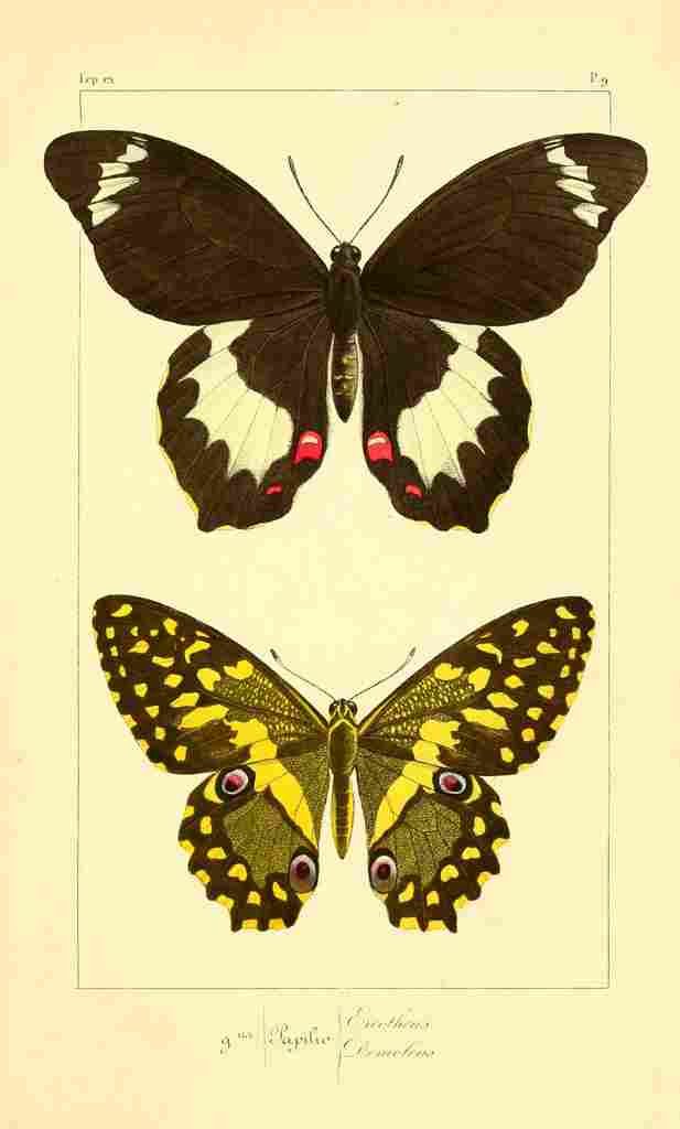 Pauquet P Histoire Exotiques 1845 Erectheus A4 Photo Print