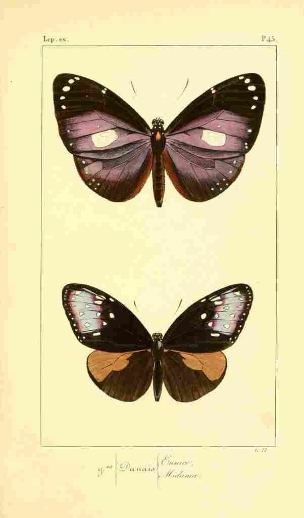 Pauquet P Histoire Exotiques 1845 Eunice A4 Photo Print