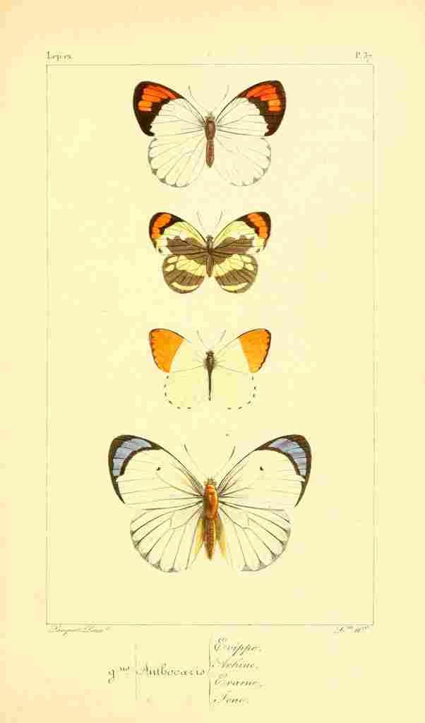 Pauquet P Histoire Exotiques 1845 Evippe A4 Photo Print