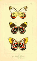 Pauquet P Histoire Exotiques 1845 Hyparete A4 Photo Print