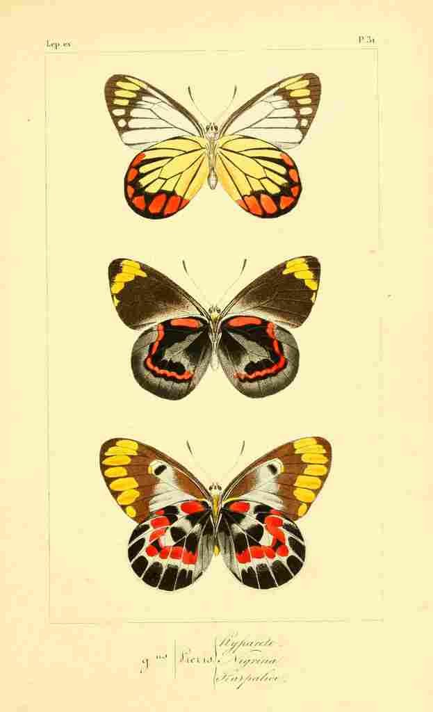 Pauquet P Histoire Exotiques 1845 Hyparete A4 Photo Print