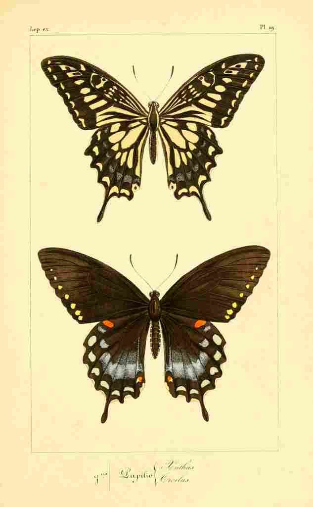 Pauquet P Histoire Exotiques 1845 Ichthus A4 Photo Print