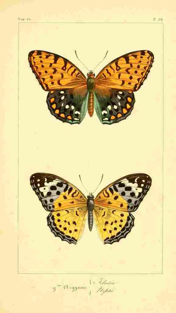 Pauquet P Histoire Exotiques 1845 Idalia A4 Photo Print