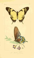Pauquet P Histoire Exotiques 1845 Iphitas A4 Photo Print