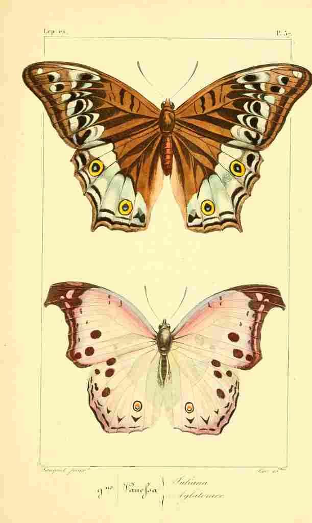 Pauquet P Histoire Exotiques 1845 Juliana A4 Photo Print