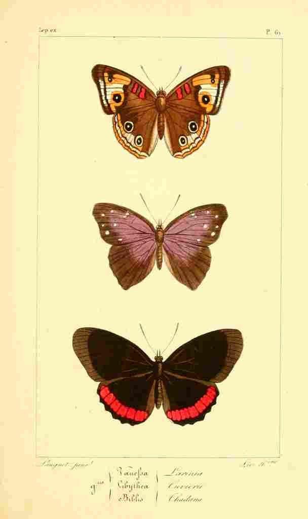 Pauquet P Histoire Exotiques 1845 Larinia A4 Photo Print