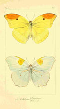 Pauquet P Histoire Exotiques 1845 Leachiana A4 Photo Print