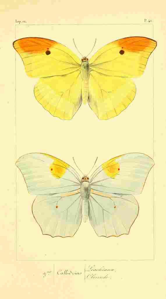Pauquet P Histoire Exotiques 1845 Leachiana A4 Photo Print