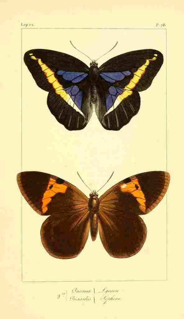 Pauquet P Histoire Exotiques 1845 Lycaon A4 Photo Print