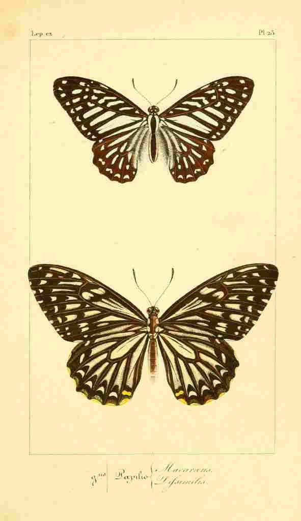 Pauquet P Histoire Exotiques 1845 Macaraeus A4 Photo Print