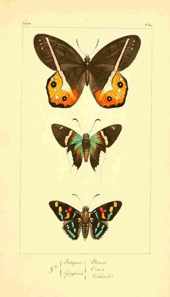 Pauquet P Histoire Exotiques 1845 Nereis A4 Photo Print