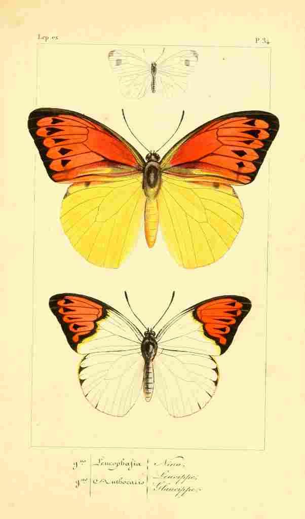 Pauquet P Histoire Exotiques 1845 Nina A4 Photo Print