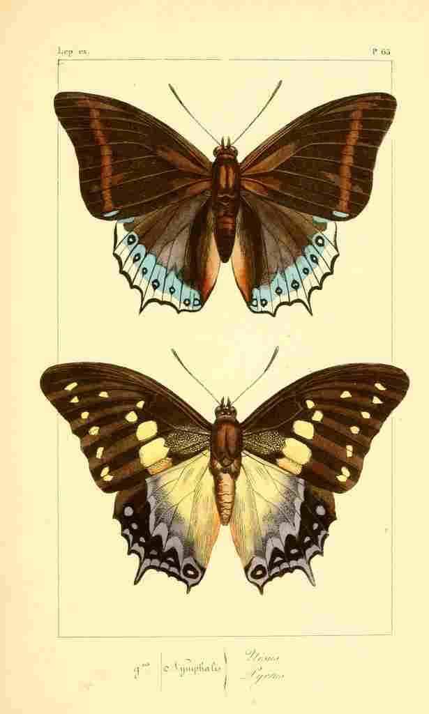 Pauquet P Histoire Exotiques 1845 Nisus A4 Photo Print