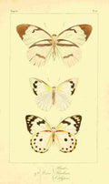 Pauquet P Histoire Exotiques 1845 Phaloe A4 Photo Print
