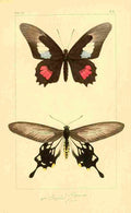 Pauquet P Histoire Exotiques 1845 Polymetus A4 Photo Print