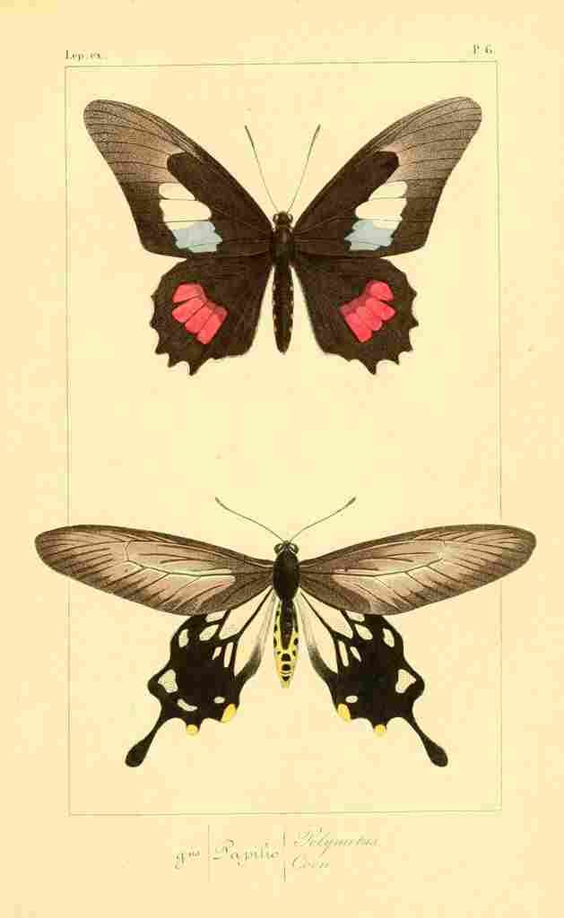 Pauquet P Histoire Exotiques 1845 Polymetus A4 Photo Print