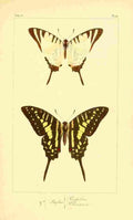 Pauquet P Histoire Exotiques 1845 Pomphilius A4 Photo Print
