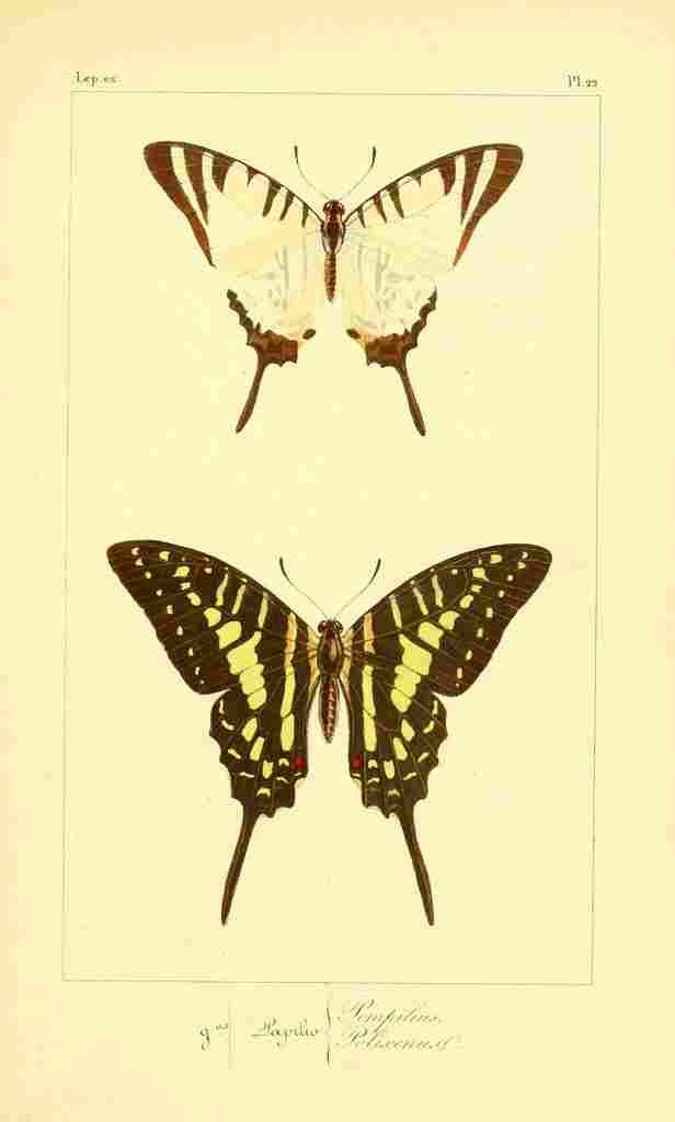 Pauquet P Histoire Exotiques 1845 Pomphilius A4 Photo Print