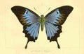 Pauquet P Histoire Exotiques 1845 Ulysses A4 Photo Print