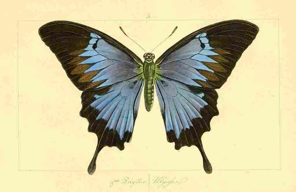 Pauquet P Histoire Exotiques 1845 Ulysses A4 Photo Print