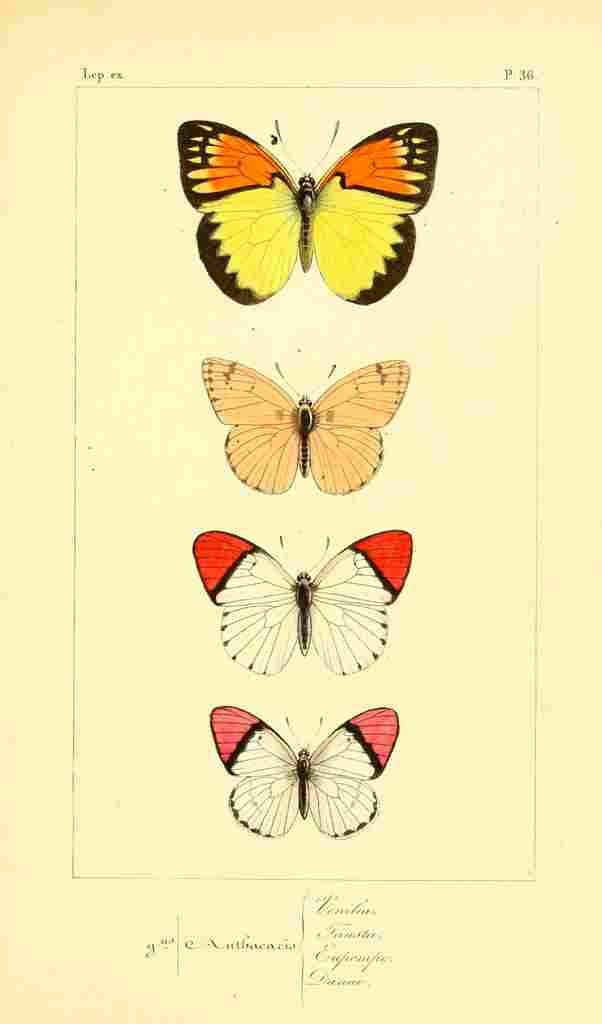 Pauquet P Histoire Exotiques 1845 Venilia A4 Photo Print