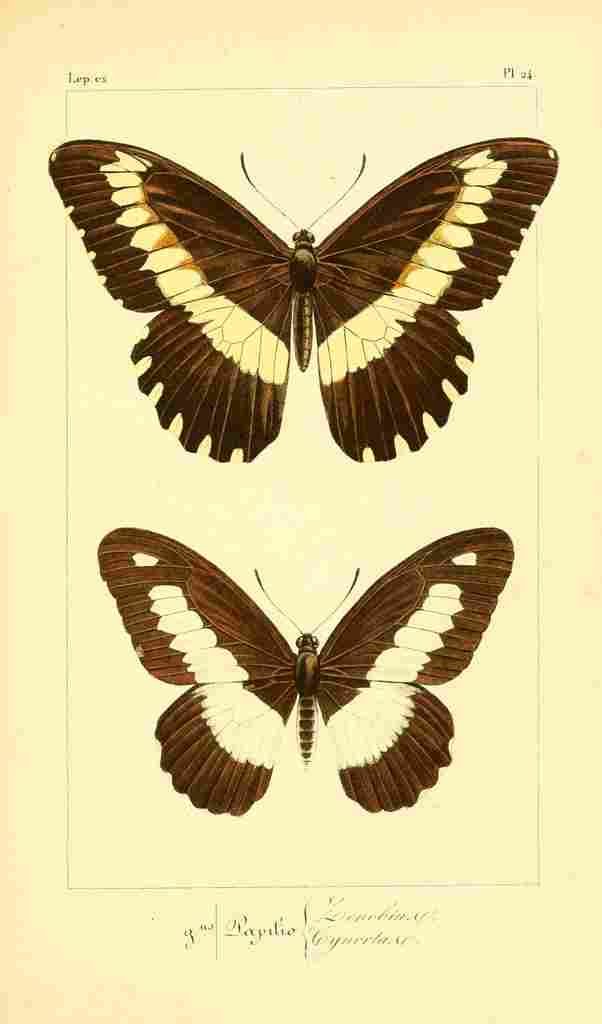 Pauquet P Histoire Exotiques 1845 Zenobius A4 Photo Print