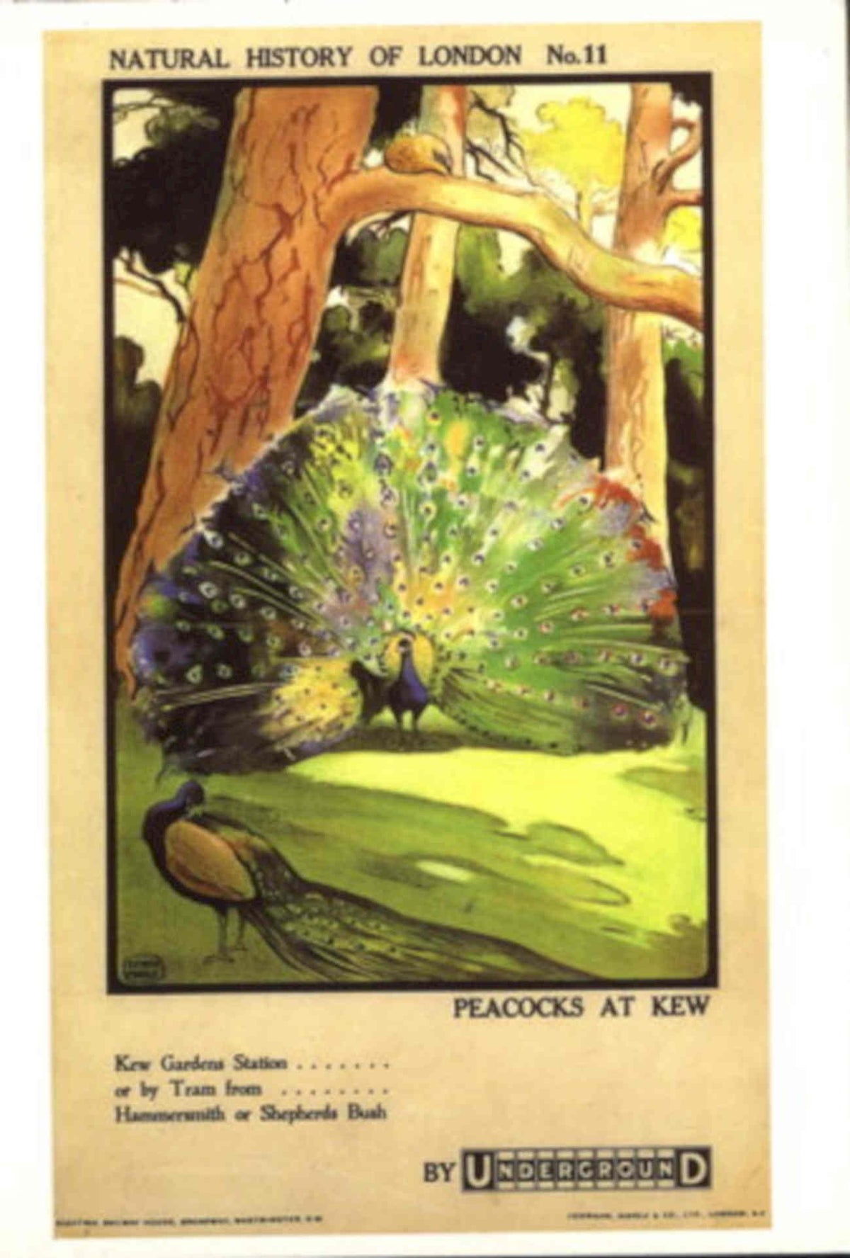 Peacocks Kew Gardens 1930s Vintage Retro Advert Poster