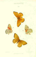 Peart Mary American Butterflies 1979 Argynnis 1 A4 Photo Print