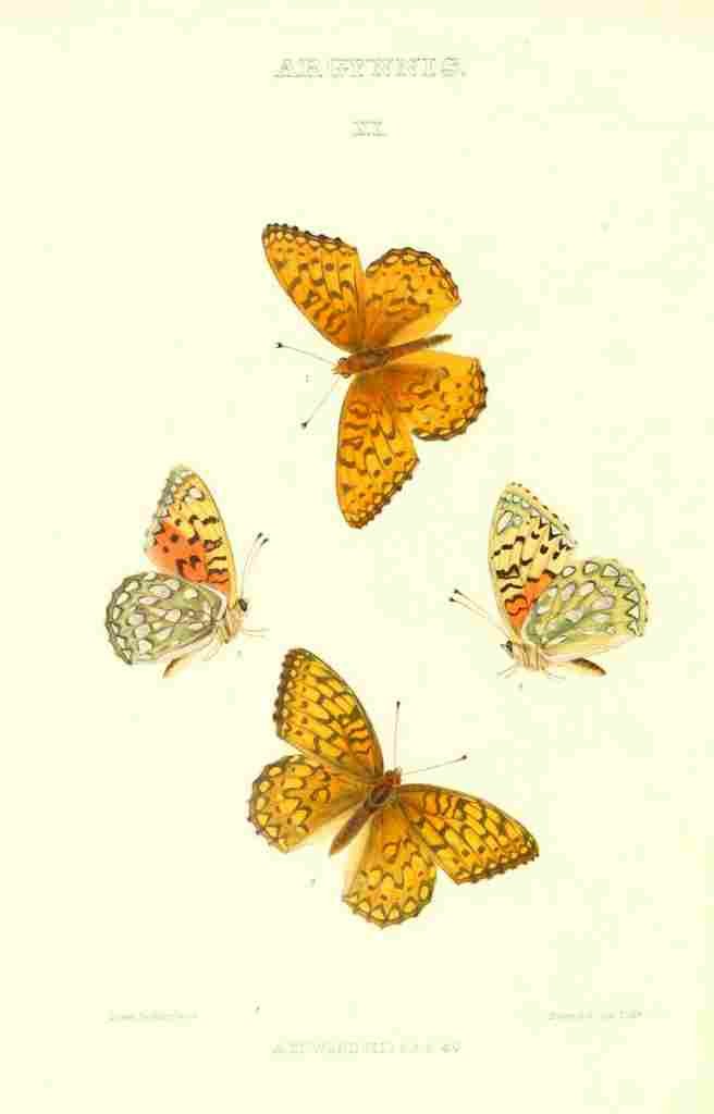Peart Mary American Butterflies 1979 Argynnis 1 A4 Photo Print