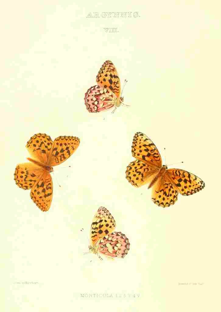 Peart Mary American Butterflies 1979 Argynnis 3 A4 Photo Print